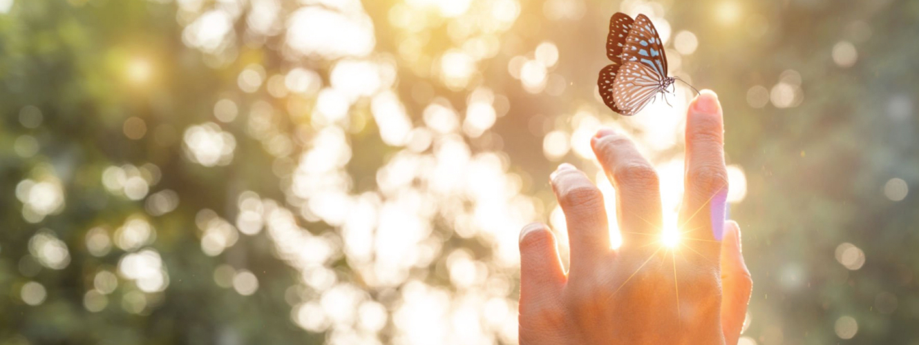 Charity header of butterfly on finger symbolizing hope